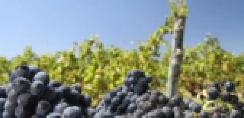 El vino uruguayo fue declarado Bebida Nacional El vino uruguayo fue declarado Bebida Nacional