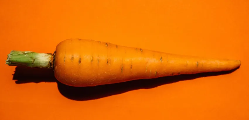 zanahoria