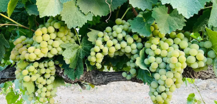uva garrido fino uva garrido fino