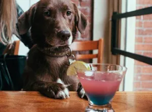 Pet friendly, la tendencia que llegó para quedarse