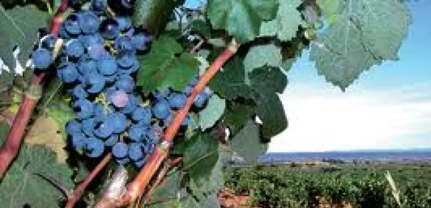 FENAVIN entregará Premios de Enoturismo ‘Rutas del Vino de España’ FENAVIN entregará Premios de Enoturismo ‘Rutas del Vino de España’