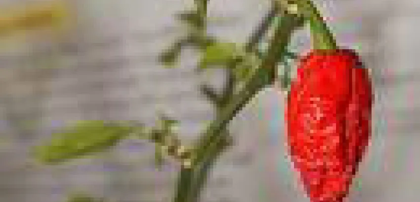 Presentan Salsa de Pimienta para Fantasmas, la más picante del mundo Presentan Salsa de Pimienta para Fantasmas, la más picante del mundo