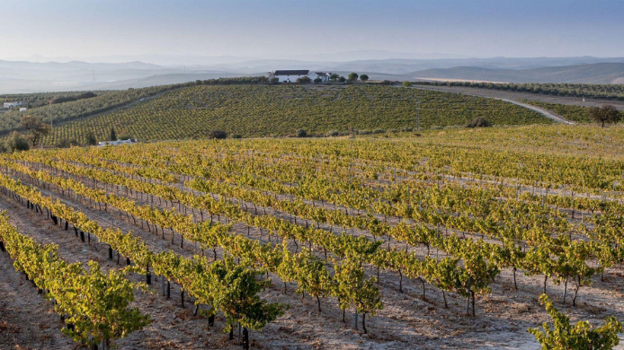 Viñedos de Montilla-Moriles en Córdoba, territorio vitivinícola ligado a la uva Pedro Ximénez y reconocido con la capitalidad española del vino 2027.
