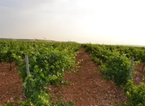 MATARROMERA utiliza sensores inalámbricos remotos para mejorar la producción y rentabilidad de sus viñedos