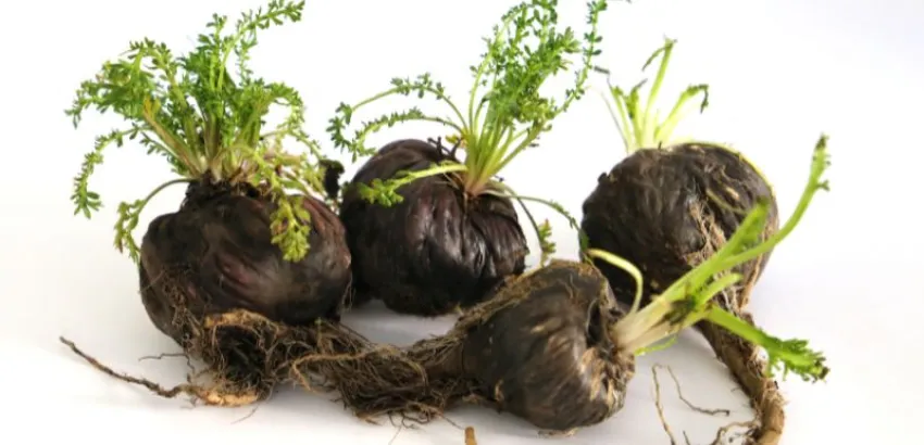 maca negra