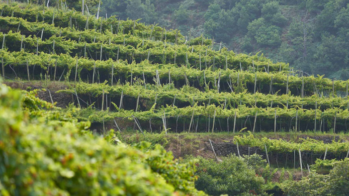 Viñedos en terrazas de la isla de Madeira sobre laderas volcánicas, un paisaje único que da origen a algunos de los vinos fortificados más longevos y singulares del mundo.