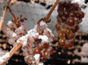 El vino del hielo