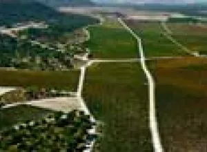 Ribera del Duero: El Burdeos Español