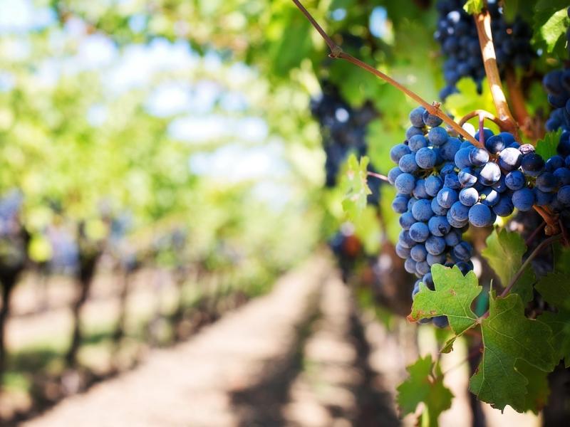 Seis días para descubrir Burdeos y sus ríos rodeados de viñedos y cultura
