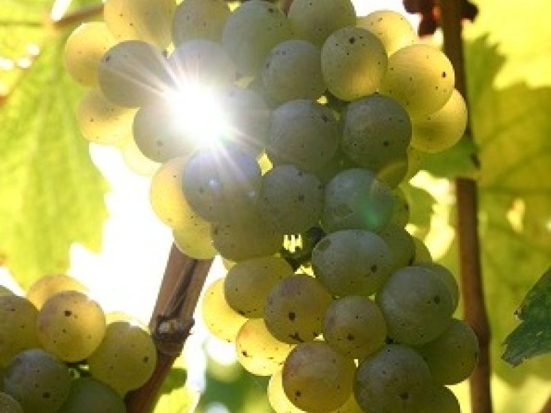 ¿Uvas gourmet?