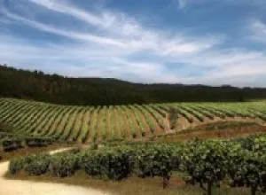 Rutas del vino de España
