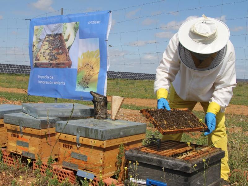 miel de abeja 