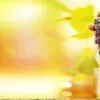 vino