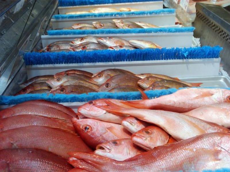 Las especies de peces más grandes son las más vulnerables y amenazadas por la sobrepesca