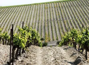 vinos-pasto