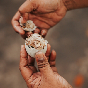 balut huevo fertilizado