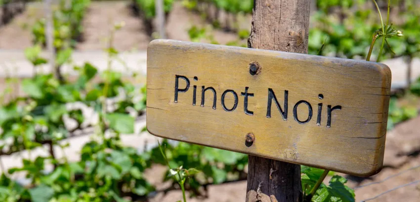 Pinot Noir Pinot Noir