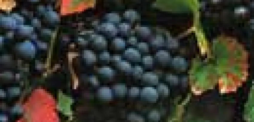 Francia, Chile y Argentina se llevan los primeros lugares del Malbec International Competition Francia, Chile y Argentina se llevan los primeros lugares del Malbec International Competition