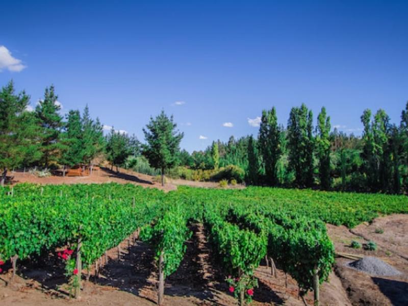 Valle del Biobío enoturismo en chile
