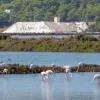 Sal de Ibiza recolectada en Salines de Ibiza