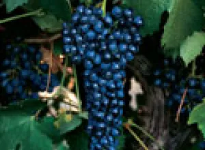 Syrah, perfecta para darle la bienvenida al otoño