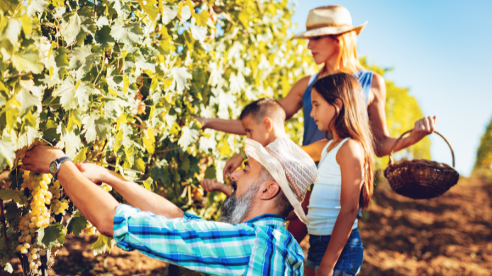 familia en viñedo
