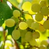 dia-mundial-uva-furmint