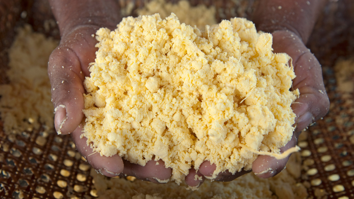 Yuca molida para preparar casabe