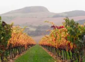 Comienza la Vendimia en Bodega Otazu 