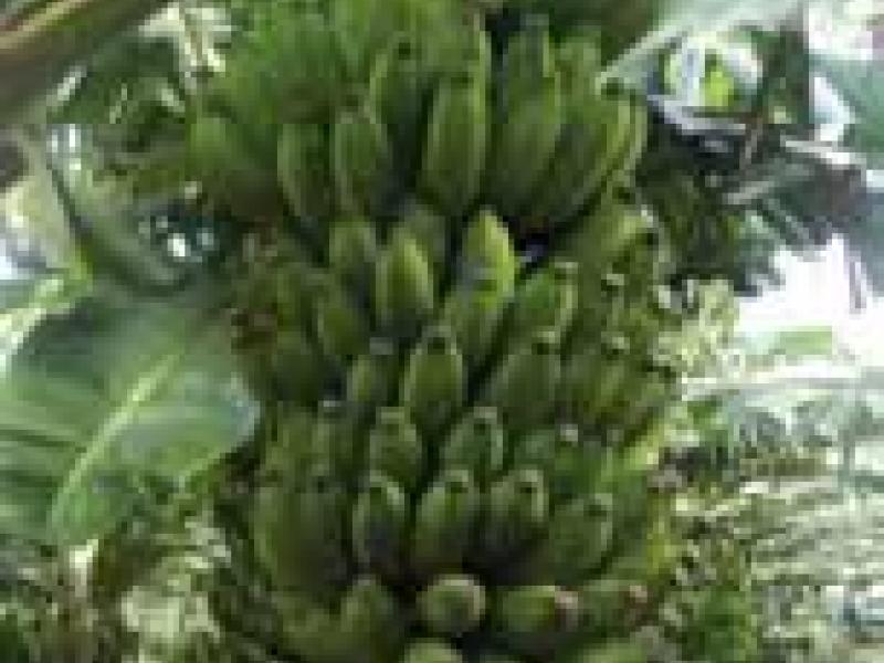 Plátano, el cuarto alimento
