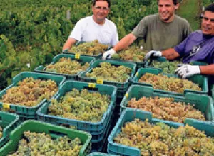 La Denominación de Origen Rías Baixas cierra vendimia con más de 41 millones de kilos de uvas