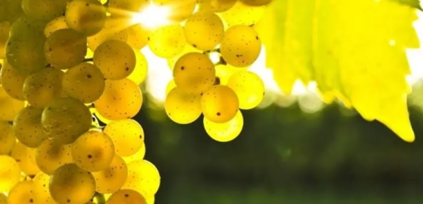 Cambio climático y vinos, hacia un nuevo desafío Cambio climático y vinos, hacia un nuevo desafío