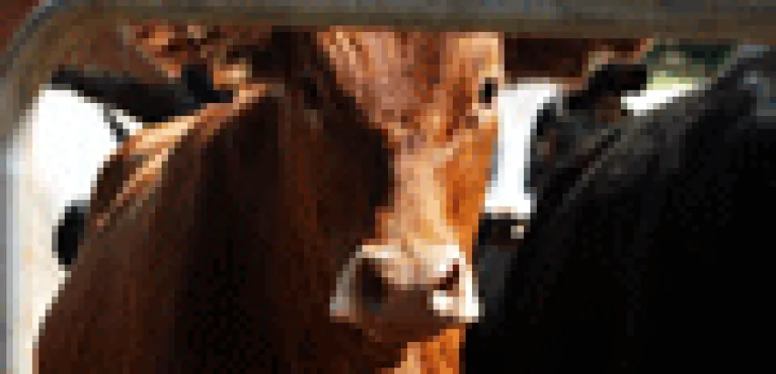 Europa exige prohibir los alimentos procedentes de animales clonados Europa exige prohibir los alimentos procedentes de animales clonados
