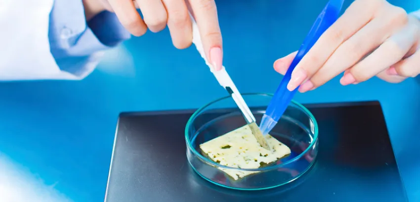 Investigación científica sobre quesos antiguos investigacion cientifica queso