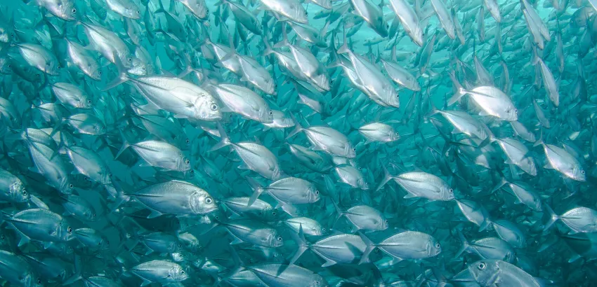 peces peces