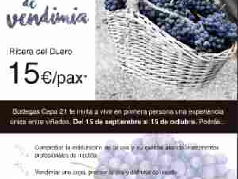 IV Edición del “Taller de Vendimia” de Bodegas Cepa 21