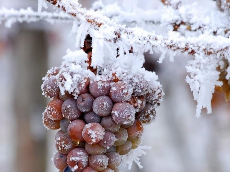Vinos de hielo
