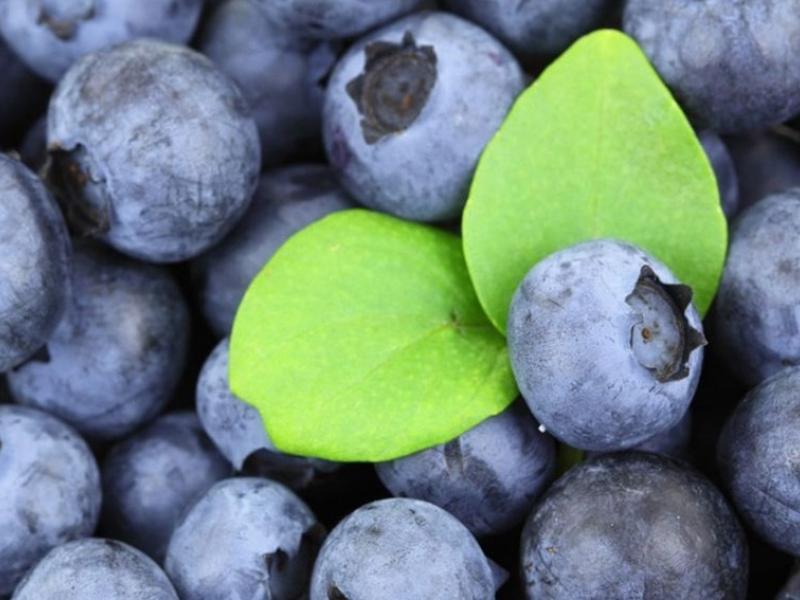 El arándano chileno aterriza en la India como un producto gourmet