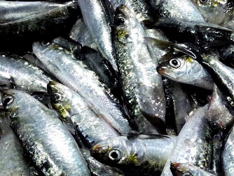 Cinco grandes ventajas de comer pescado pequeño