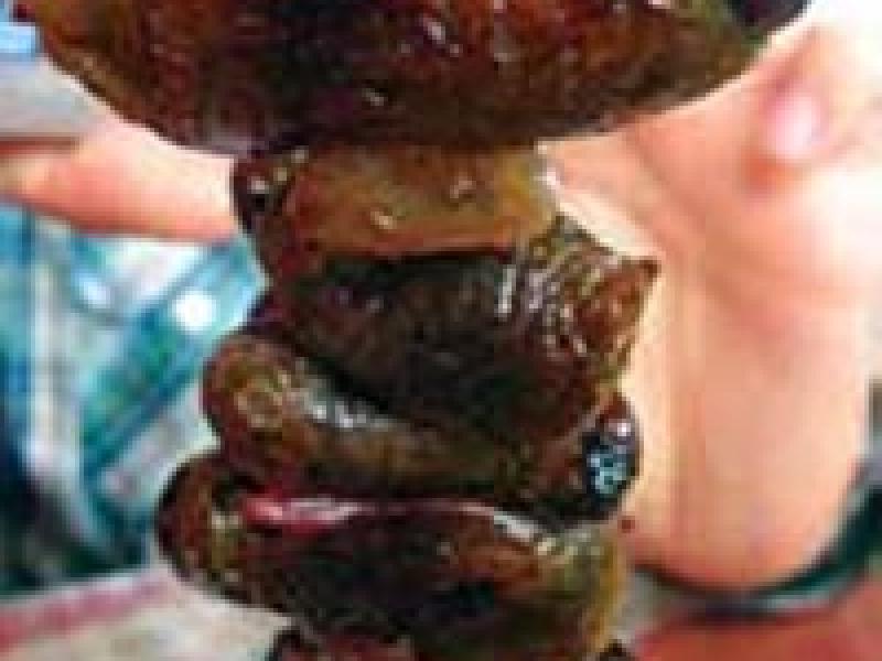 ¿Somos lo que comemos?