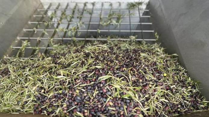 Aceitunas de Formentera entrando en la nueva almazara de la Cooperativa del Camp durante su primera campaña de elaboración de aceite en la isla.