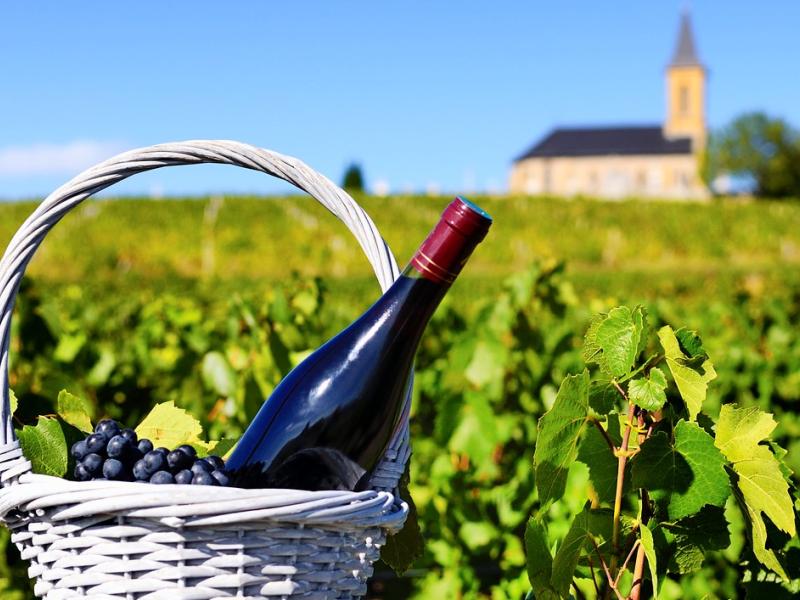 Vinos orgánicos
