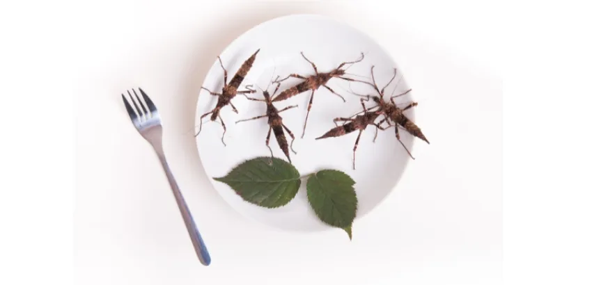 comer bichos Insectos comestibles servidos en un plato gourmet, ejemplo de entomofagia moderna y sostenible.