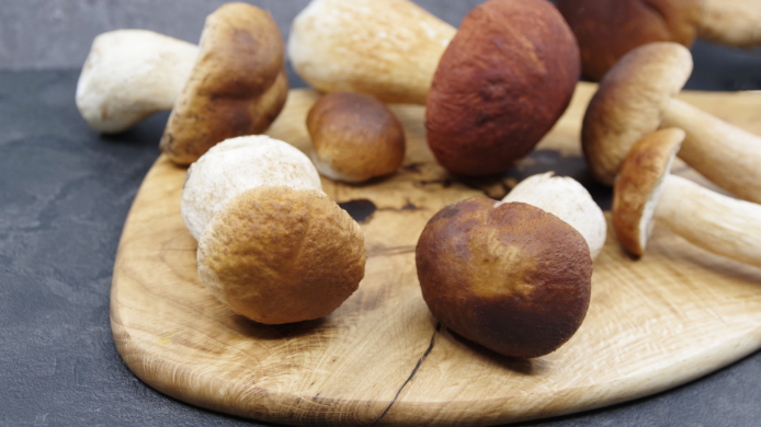 Boletus