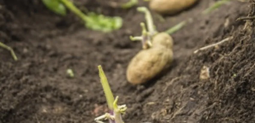 Las patatas pueden crecer sin problemas en el planeta Marte Las patatas pueden crecer sin problemas en el planeta Marte