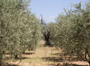 Energía y gastronomía: un futuro sostenible para Andalucía