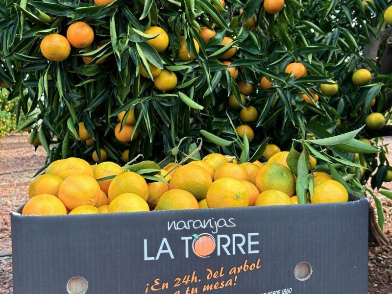 Naranjas La Torre