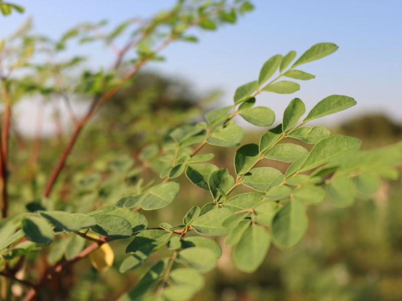 moringa-hojas