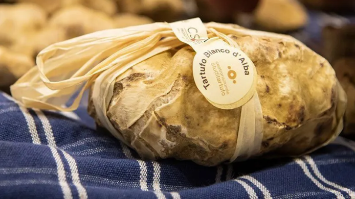 Trufas blancas de Alba expuestas en el Mercado Mundial de la Trufa Blanca durante la temporada de otoño.