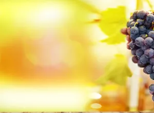 vino